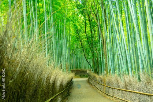 The Arashiyama Bamboo Grove of Kyoto, Japan.