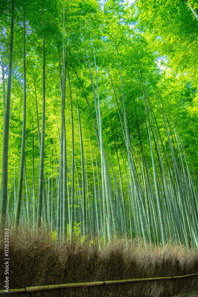 The Arashiyama Bamboo Grove of Kyoto, Japan.