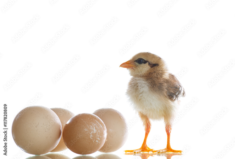 Fototapeta premium pretty cute chick with eggs