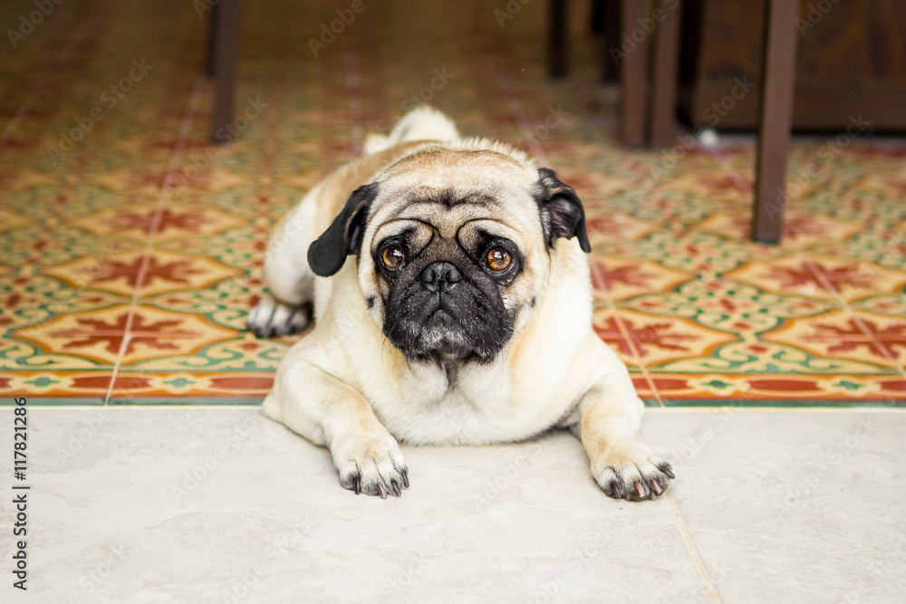 Obraz premium Pug cachorro no chão