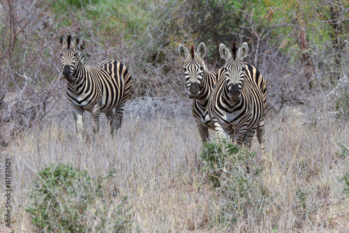 Three Zebra's grazzing in fields photo