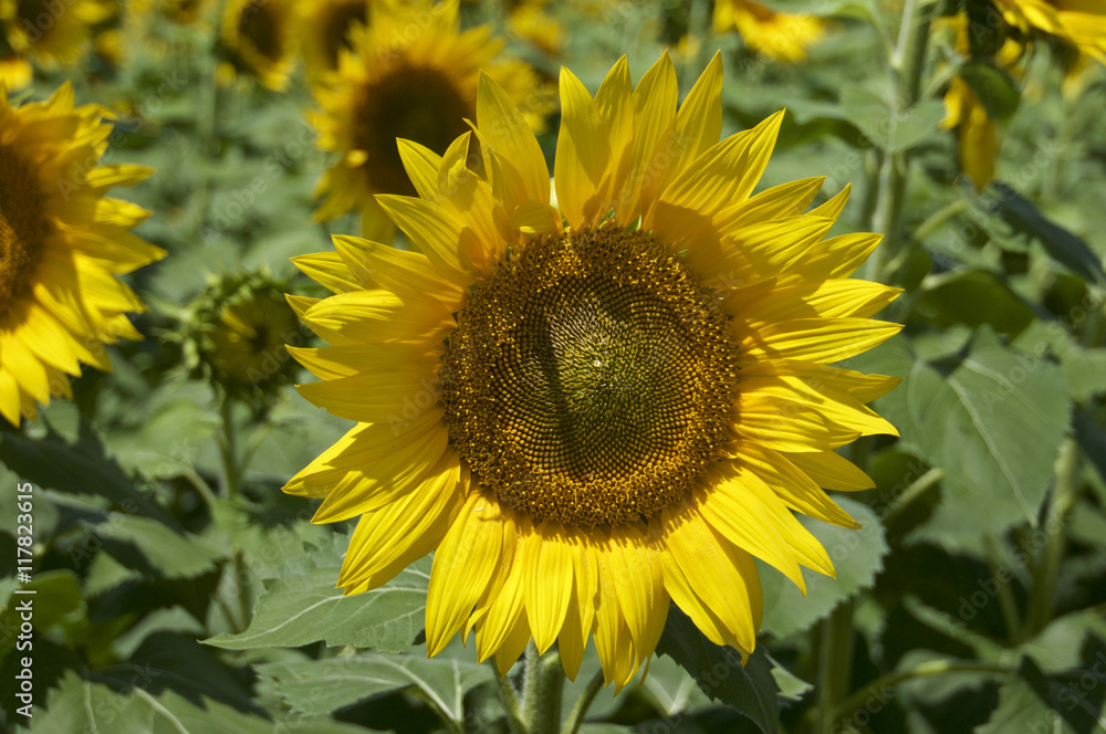 Fototapeta premium 明野ひまわり畑のひまわり (Sunflowers in Akeno Sunflower Farm)