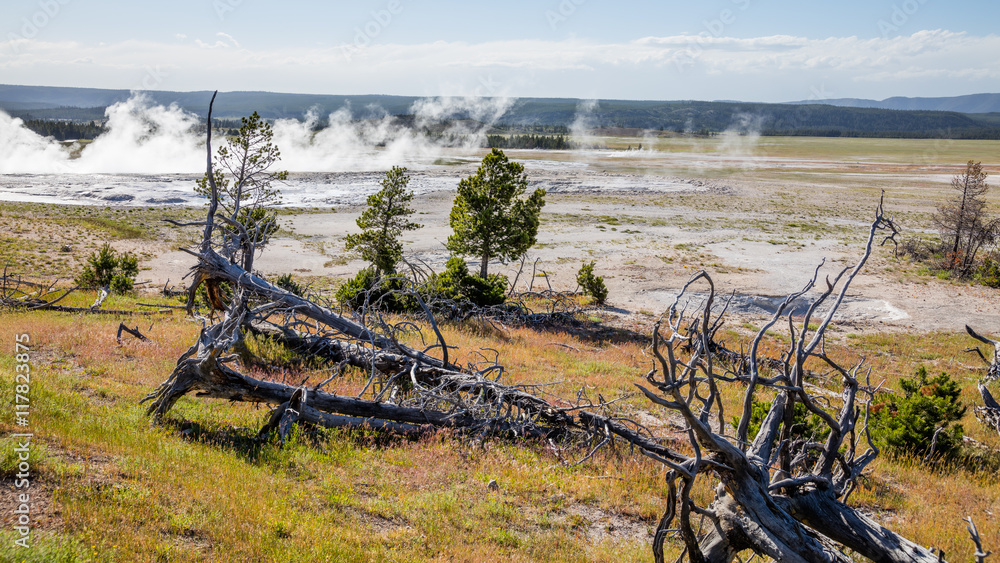 Dry trees with roots after a fire. Geysers landscape. Fountain Paint Pots. Yellowstone National Park, Wyoming