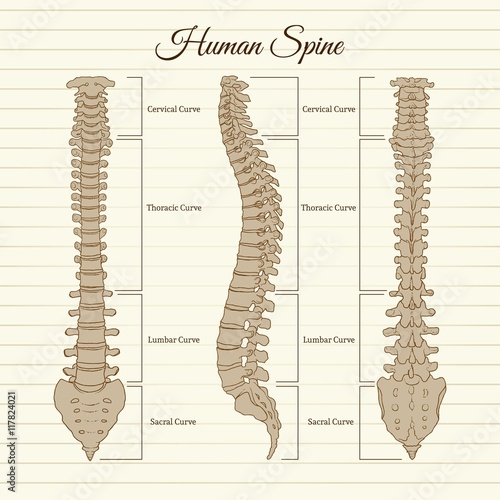 Hand drawn human spine