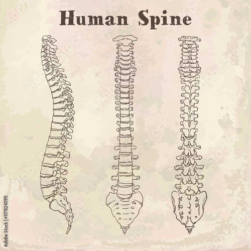 Sketches human spine