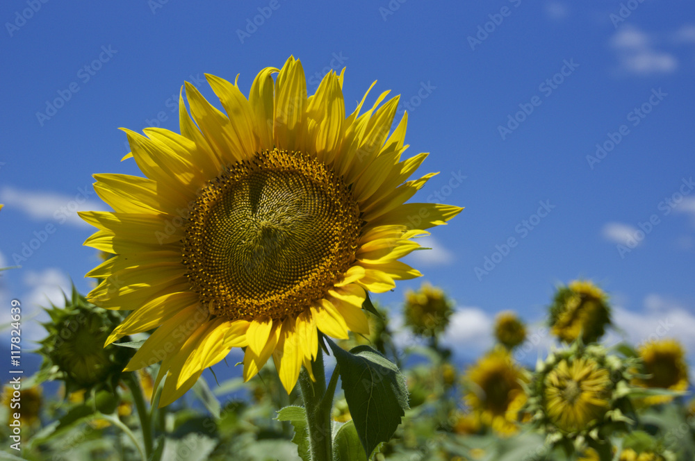 明野ひまわり畑のひまわり (The Sunflowers in Akeno Sunflower Farm) 明野ひまわり畑のひまわり (The Sunflowers in Akeno Sunflower Farm)