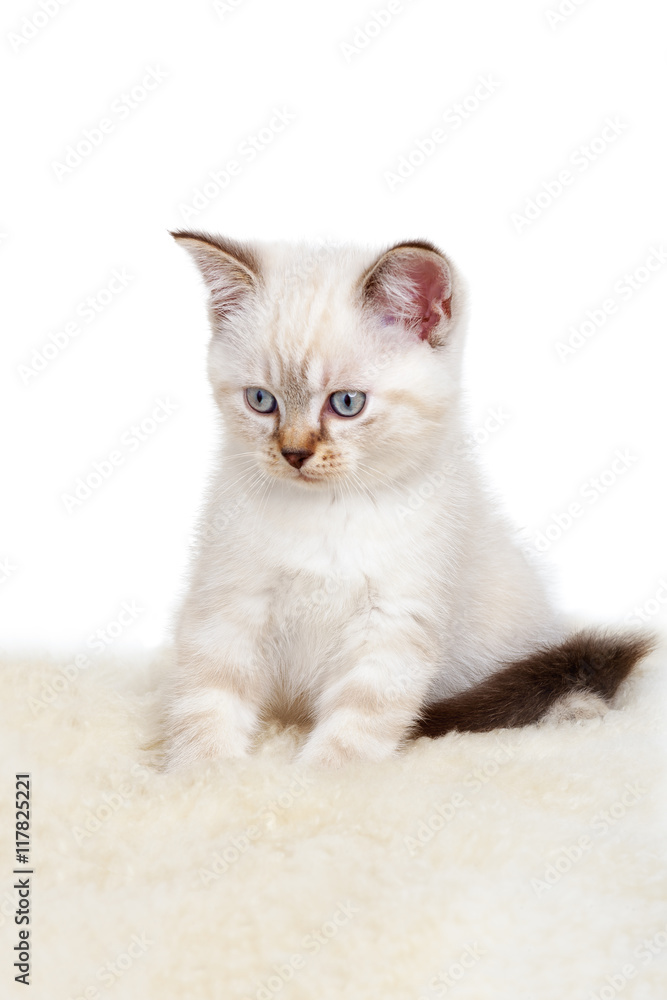 Portrait of British Shorthair Kitten sitting, 8 weeks old, Portrait of British Shorthair Kitten sitting, 8 weeks old,