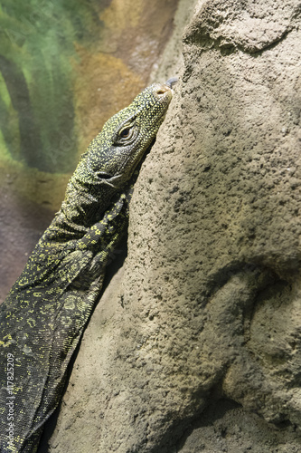 Lizard sitting on a stone.