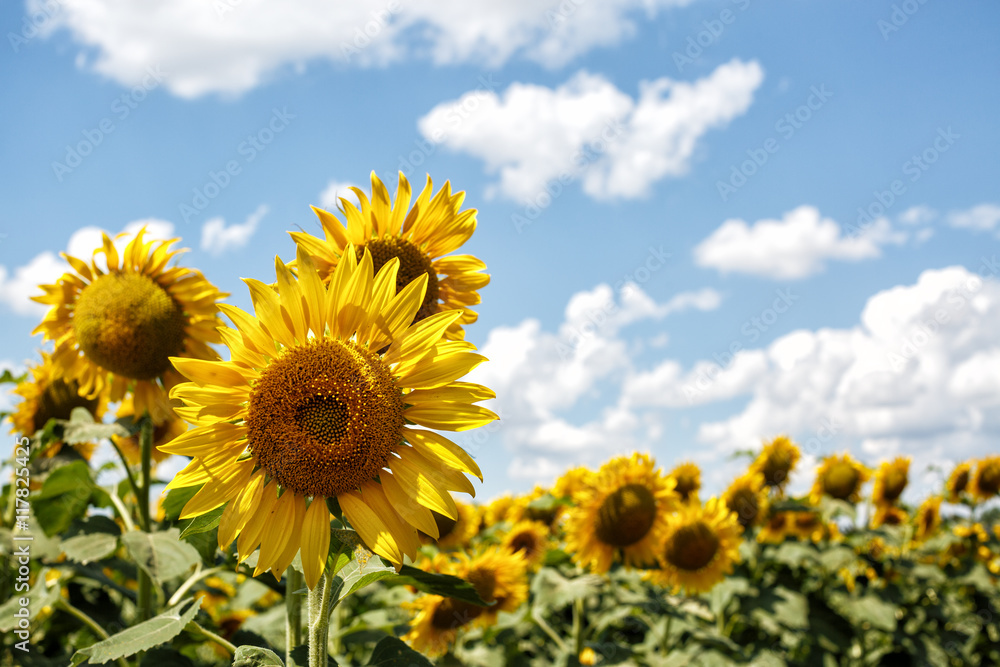 Bright yellow sunflowers