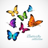 Realistic and colorful butterflies