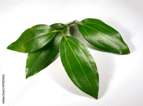 Cinnamon (Cinnamomum verum)