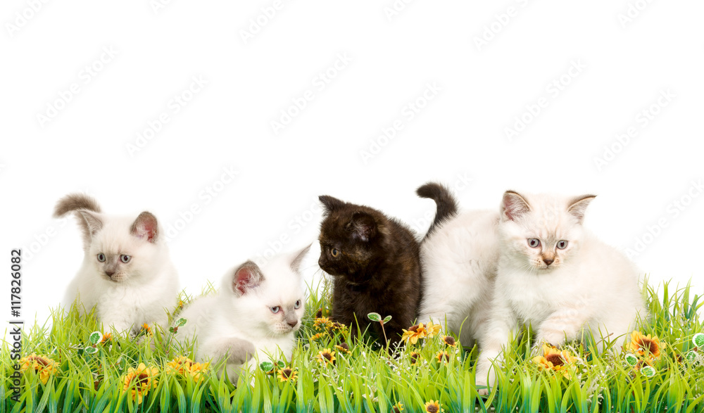 Portrait of five British Shorthair Kittens sitting, 8 weeks old, Portrait of five British Shorthair Kittens sitting, 8 weeks old,