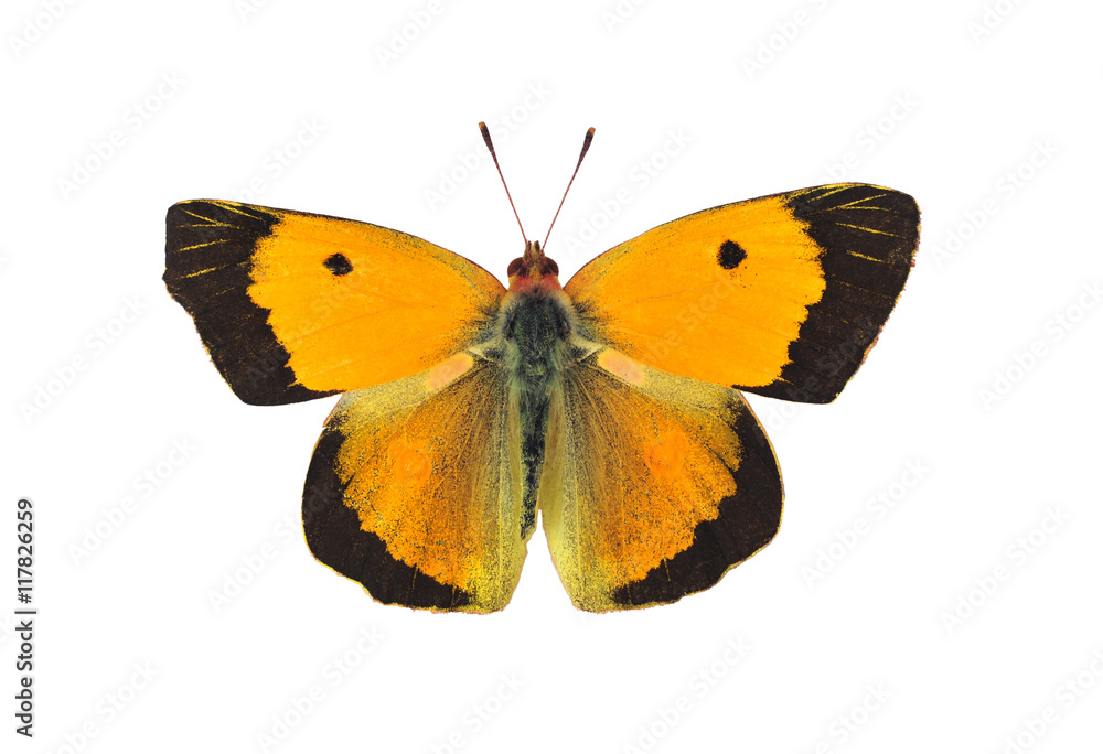 Fototapeta premium Ciemny zachmurzony żółty motyl - samiec, na białym tle