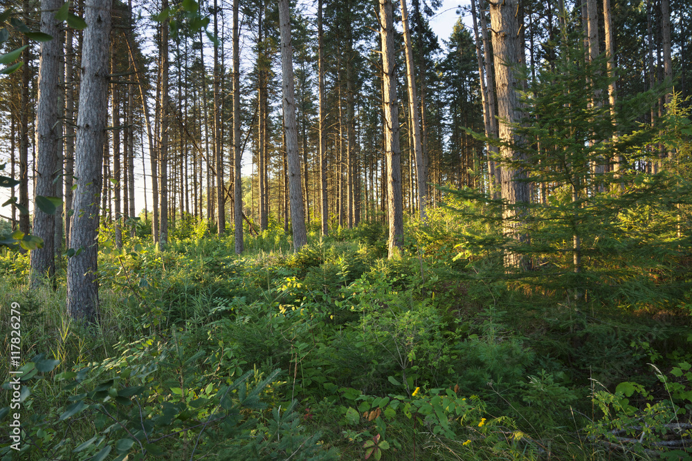 Naklejka premium Morning light among pine trees in northern Minnesota forest