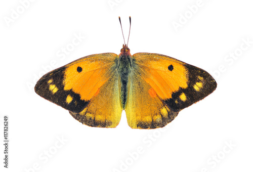 Dark clouded yellow butterfly - female, isolated on white © Soru Epotok