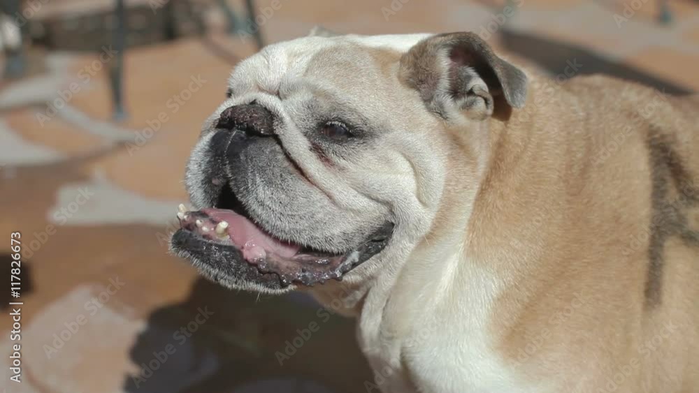 an old bulldog called hemmingway an old bulldog called hemmingway