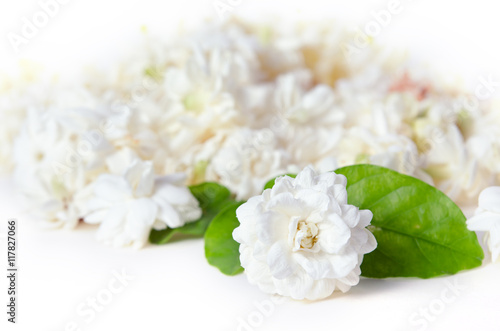 Jasmine flowers spread over white background