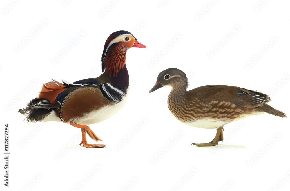 male mandarin duck male mandarin duck