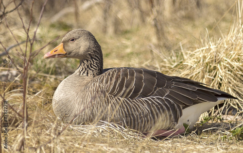 Greylag goose. It is present in Iceland from April to October, it brings eggs 4-7 between May and early July