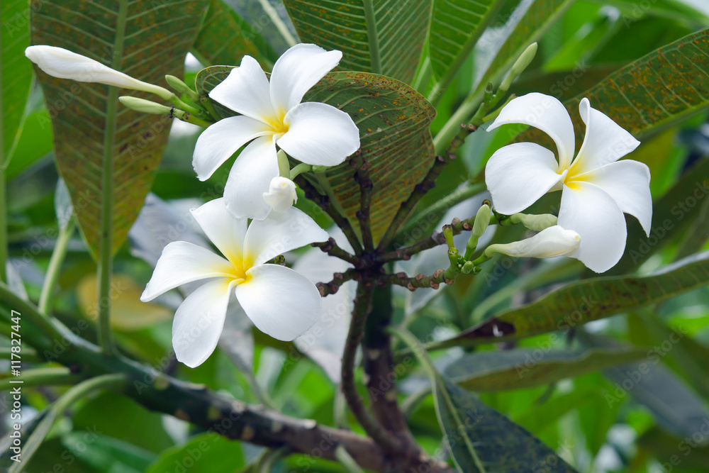 Fototapeta premium Plumeria flowers on tree (Other names are frangipani, Apocynacea