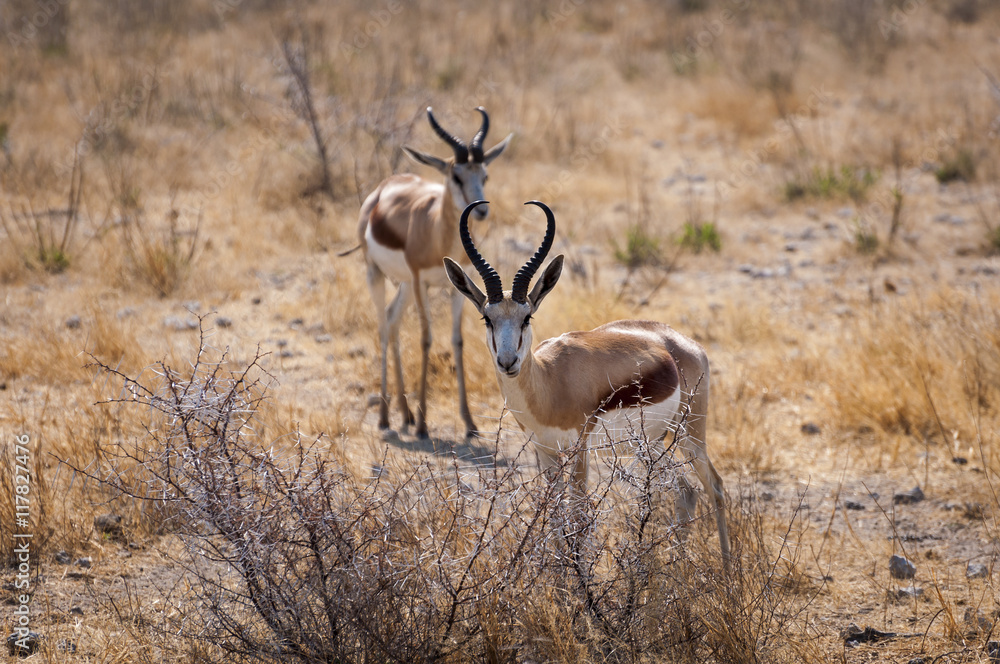 Two springbok in the Etosha National Park, Namibia Two springbok in the Etosha National Park, Namibia