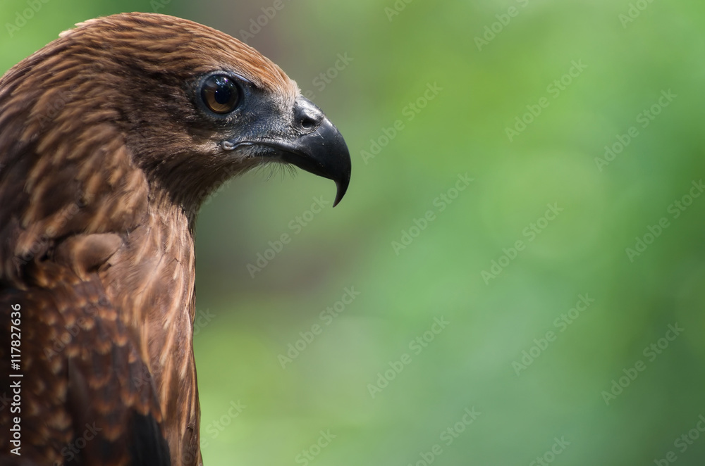 Black kite Black kite
