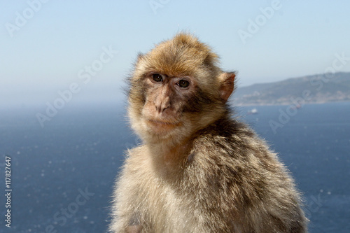 Macaco posando en el mar © rcazorla