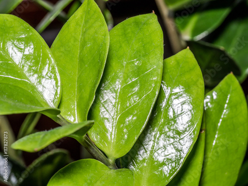 waxy leaves of Zamioculcas plant photo