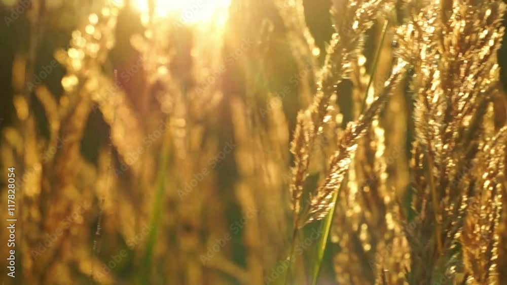 Evening shot of a wild grass at sunset. Dolly shot Evening shot of a wild grass at sunset. Dolly shot