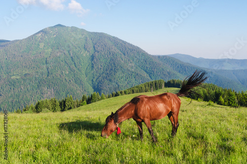 Brown horse in a pasture in the mountains
