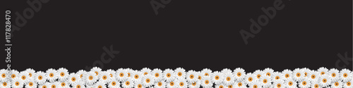 Fényképezés Stylish Border with White Flowers chamomiles on black