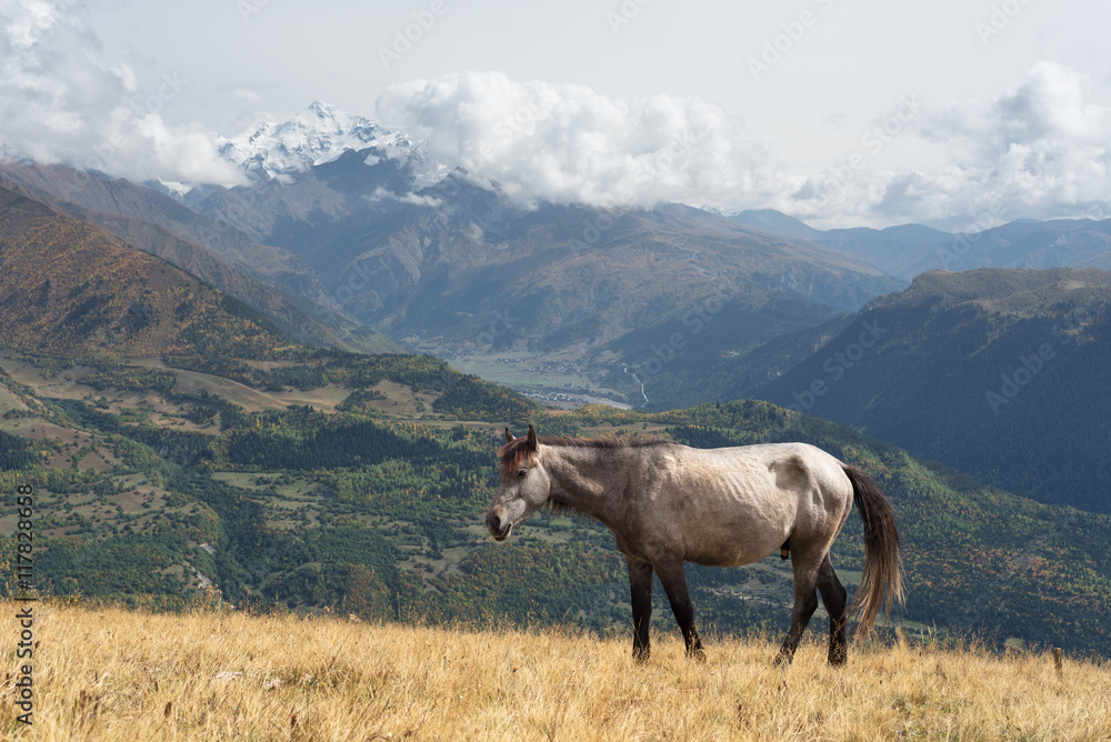 Grey horse in a pasture in the mountains of Georgia Grey horse in a pasture in the mountains of Georgia