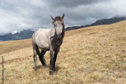 Grey horse in the mountains