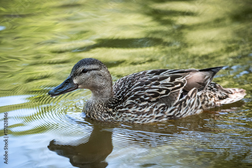 Female Mallard duck (Anas platyrhynchos) swims along, past the camera, edge of the Ottawa river. Meets with other ducks in spring and summer mating season.