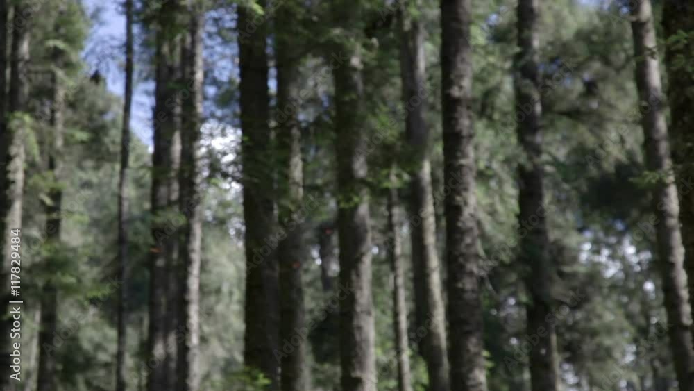 the amazing monarch butterfly sanctuary in mexico the amazing monarch butterfly sanctuary in mexico