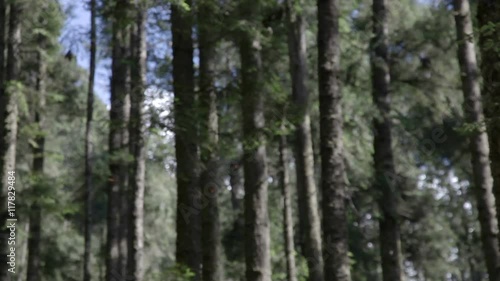 Wallpaper Mural the amazing monarch butterfly sanctuary in mexico Torontodigital.ca