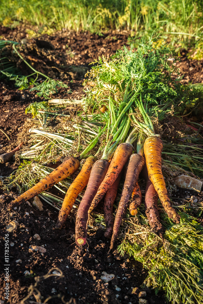 Harvesting fresh parsnip carrots Harvesting fresh parsnip carrots