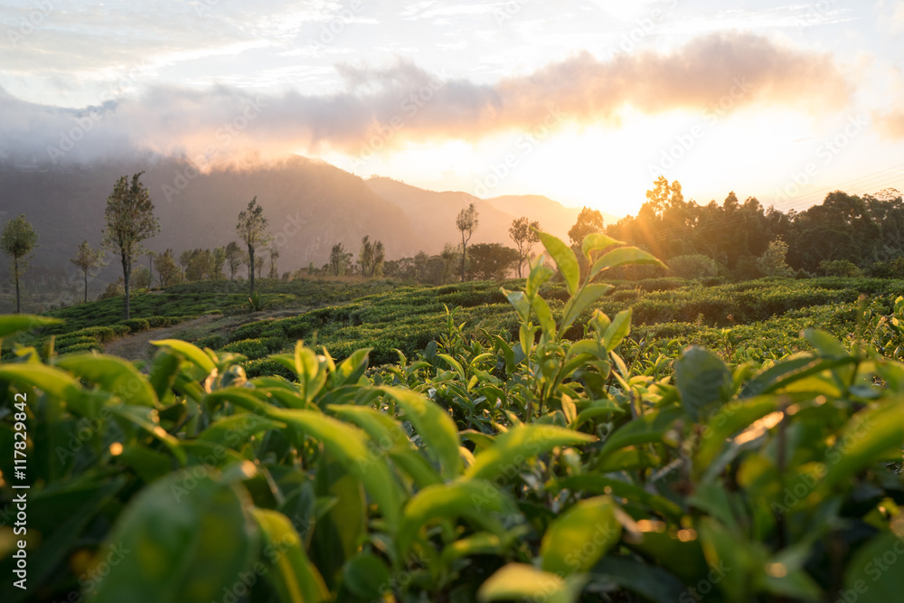 Teeplantage bei Sonnenaufgang  - obrazy, fototapety, plakaty 