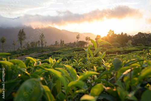 Teeplantage bei Sonnenaufgang 