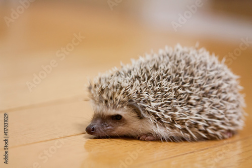 My cute hedgehog was taken in a room