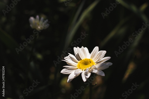 Daisy flower grows in the garden