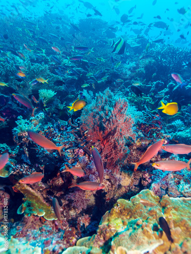 Underwater Landscape with Hundreds of Fishes