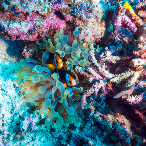 Tropical Fishes near Colorful Coral Reef