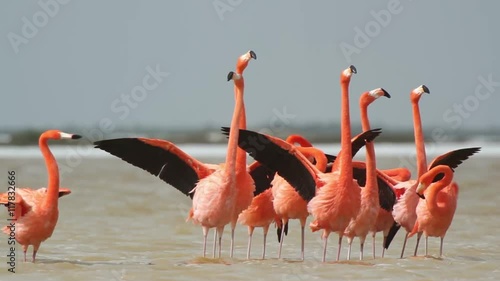 pink flamingos in the salt lagoons