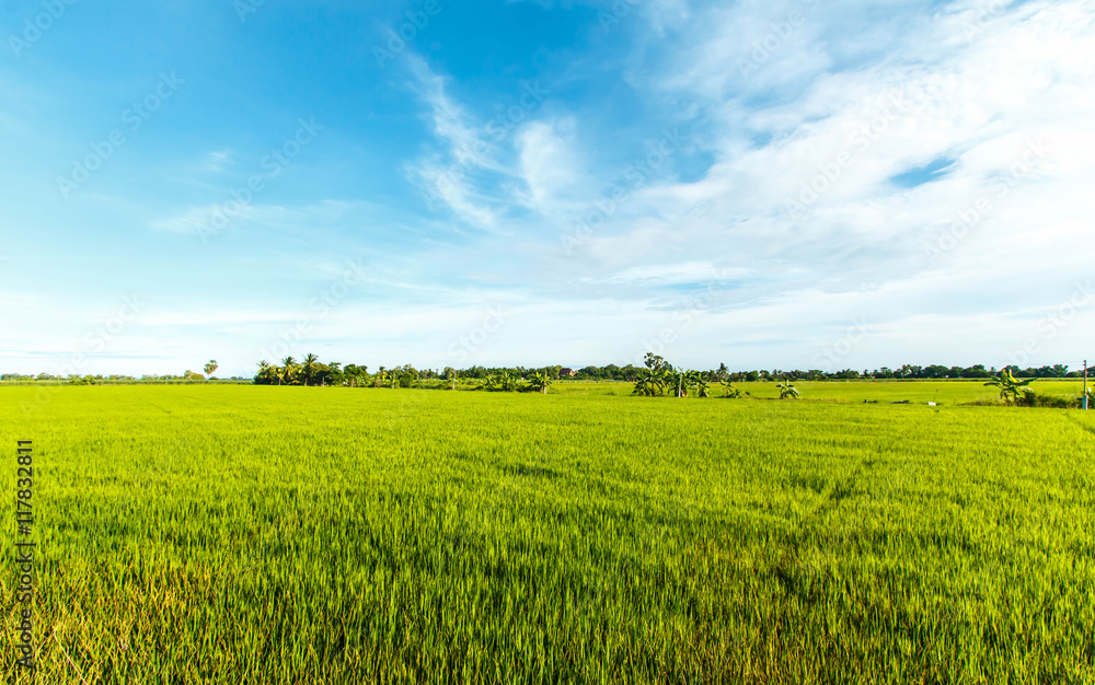 Obraz premium Rice field green grass blue sky cloud cloudy landscape background