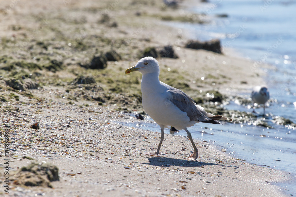 CA on beach, Ukraine, steppe. Larus macro photo with eyes. CA on beach, Ukraine, steppe. Larus macro photo with eyes.