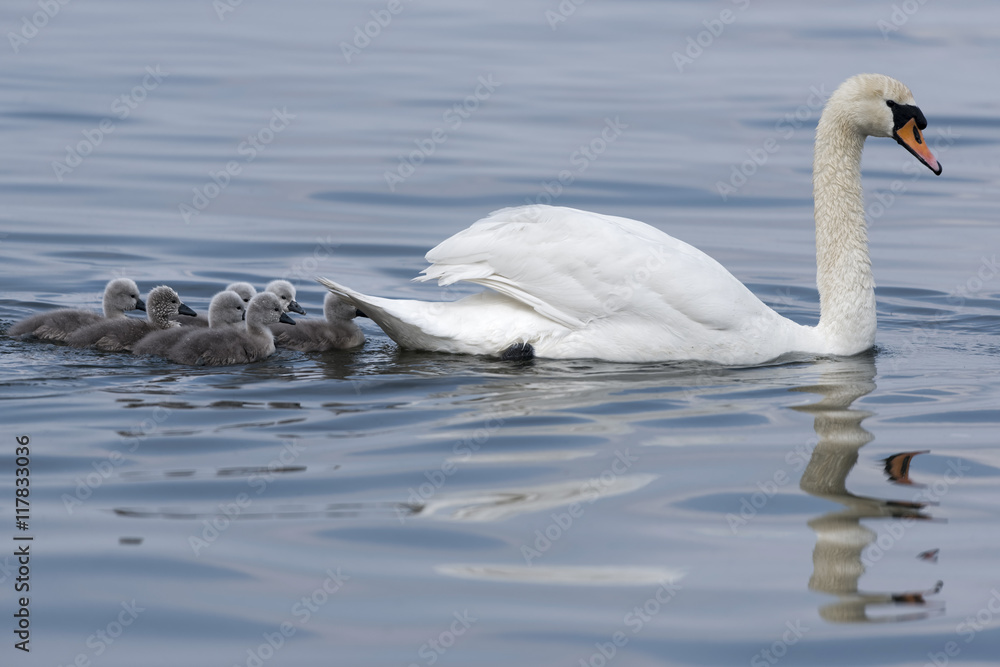 Fototapeta premium Schwan mit Küken