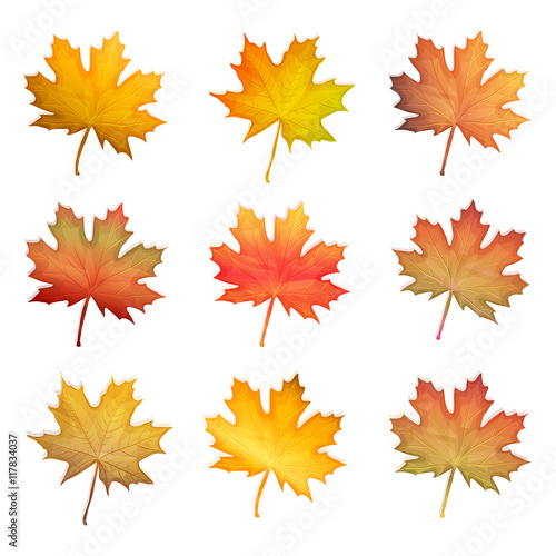 Vector set of autumn maple leaves