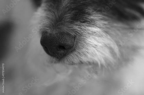 dognose photo