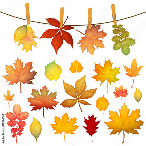 Colorful autumn leaves set